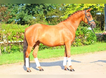 Hanoverian, Mare, 6 years, 16 hh, Chestnut-Red