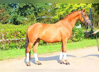 Hanoverian, Mare, 6 years, 16 hh, Chestnut-Red