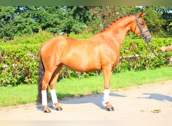 Hanoverian, Mare, 6 years, 16 hh, Chestnut-Red