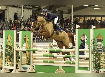 Hanoverian, Mare, 6 years, 16 hh, Chestnut-Red