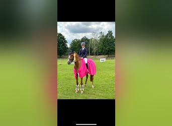 Hanoverian, Mare, 6 years, 16 hh, Chestnut-Red