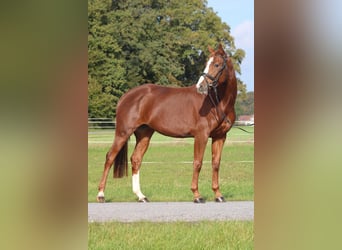 Hanoverian, Mare, 6 years, 16 hh, Chestnut-Red