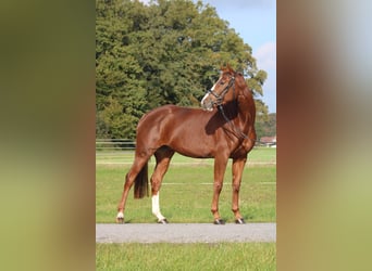 Hanoverian, Mare, 6 years, 16 hh, Chestnut-Red