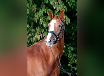 Hanoverian, Mare, 6 years, 16 hh, Chestnut-Red