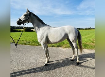 Hanoverian, Mare, 6 years, 16 hh, Gray