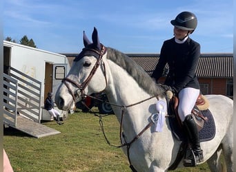 Hanoverian, Mare, 6 years, 16 hh, Gray