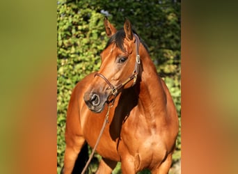 Hanoverian, Mare, 6 years, 16 hh