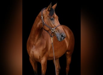 Hanoverian, Mare, 6 years, 16 hh
