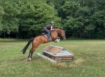 Hanoverian, Mare, 6 years, 16 hh