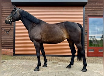 Hanoverian, Mare, 6 years, 16 hh, Smoky-Black