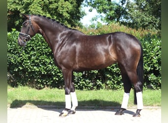 Hanoverian, Mare, 6 years, 16,1 hh, Bay-Dark