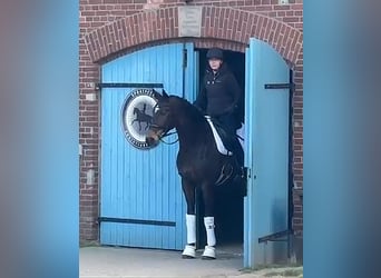 Hanoverian, Mare, 6 years, 16,1 hh, Bay-Dark