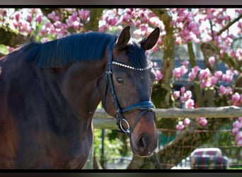 Hanoverian, Mare, 6 years, 16,1 hh, Black