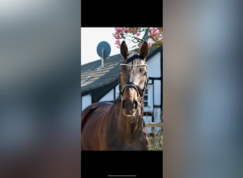 Hanoverian, Mare, 6 years, 16,1 hh, Black