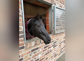 Hanoverian, Mare, 6 years, 16,1 hh, Black
