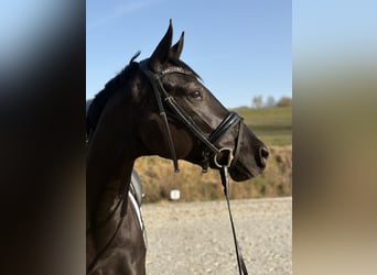 Hanoverian, Mare, 6 years, 16,1 hh, Black