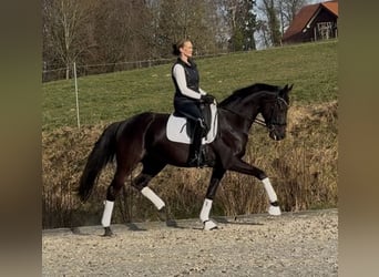 Hanoverian, Mare, 6 years, 16,1 hh, Black