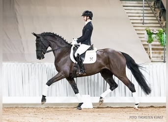 Hanoverian, Mare, 6 years, 16,1 hh, Black