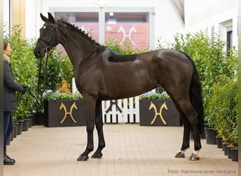 Hanoverian, Mare, 6 years, 16,1 hh, Black