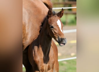 Hanoverian, Mare, 6 years, 16,1 hh, Brown