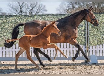 Hanoverian, Mare, 6 years, 16,1 hh, Brown