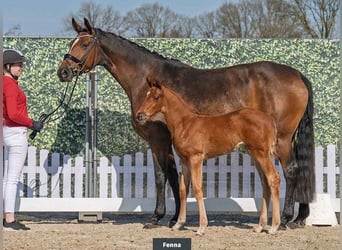 Hanoverian, Mare, 6 years, 16,1 hh, Brown