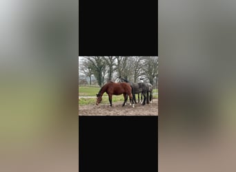Hanoverian, Mare, 6 years, 16,1 hh, Brown