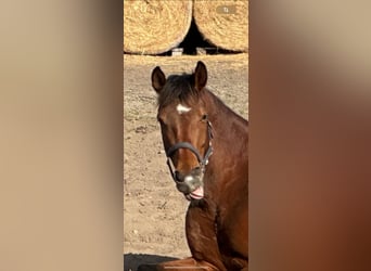 Hanoverian, Mare, 6 years, 16,1 hh, Brown