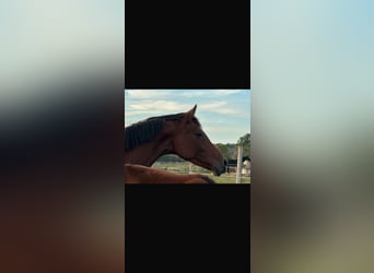 Hanoverian, Mare, 6 years, 16,1 hh, Brown