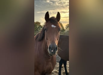 Hanoverian, Mare, 6 years, 16,1 hh, Brown