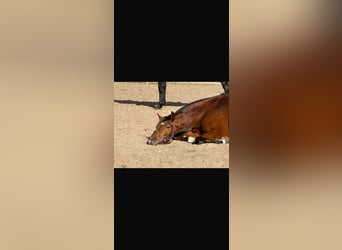 Hanoverian, Mare, 6 years, 16,1 hh, Brown