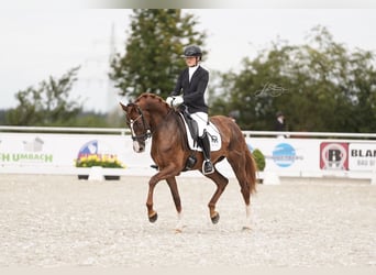 Hanoverian, Mare, 6 years, 16,1 hh, Chestnut