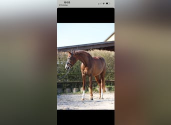 Hanoverian, Mare, 6 years, 16,1 hh, Chestnut