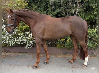 Hanoverian, Mare, 6 years, 16,1 hh, Chestnut