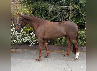 Hanoverian, Mare, 6 years, 16,1 hh, Chestnut