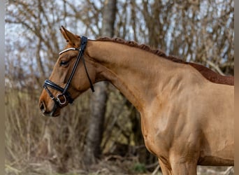 Hanoverian, Mare, 6 years, 16,1 hh, Chestnut