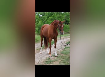 Hanoverian, Mare, 6 years, 16,1 hh, Chestnut-Red