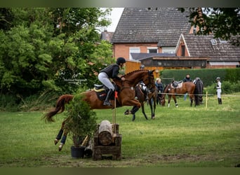 Hanoverian, Mare, 6 years, 16,1 hh, Chestnut-Red