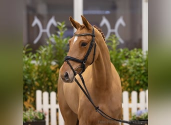 Hanoverian, Mare, 6 years, 16,1 hh, Chestnut-Red