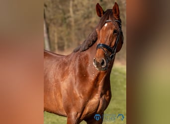 Hanoverian, Mare, 6 years, 16,1 hh, Chestnut