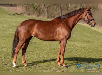 Hanoverian, Mare, 6 years, 16,1 hh, Chestnut