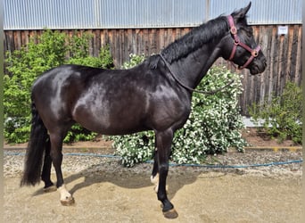 Hanoverian, Mare, 6 years, 16,1 hh