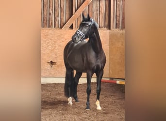 Hanoverian, Mare, 6 years, 16,1 hh
