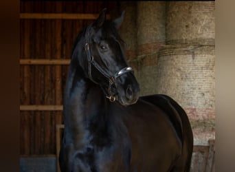 Hanoverian, Mare, 6 years, 16,1 hh