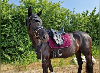 Hanoverian, Mare, 6 years, 16,1 hh