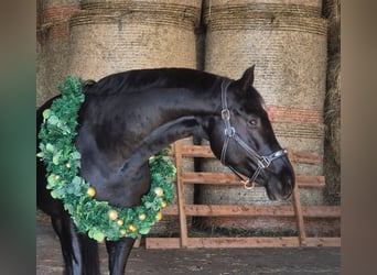 Hanoverian, Mare, 6 years, 16,1 hh