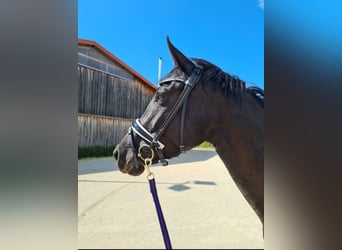Hanoverian, Mare, 6 years, 16,1 hh