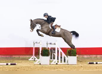 Hanoverian, Mare, 6 years, 16,1 hh