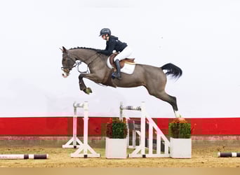 Hanoverian, Mare, 6 years, 16,1 hh