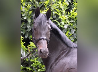 Hanoverian, Mare, 6 years, 16,1 hh, Smoky-Black